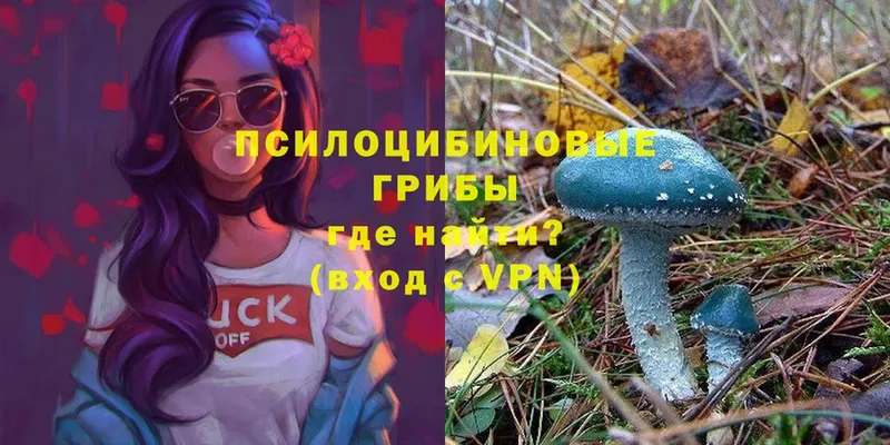 Псилоцибиновые грибы Psilocybine cubensis  Луховицы 